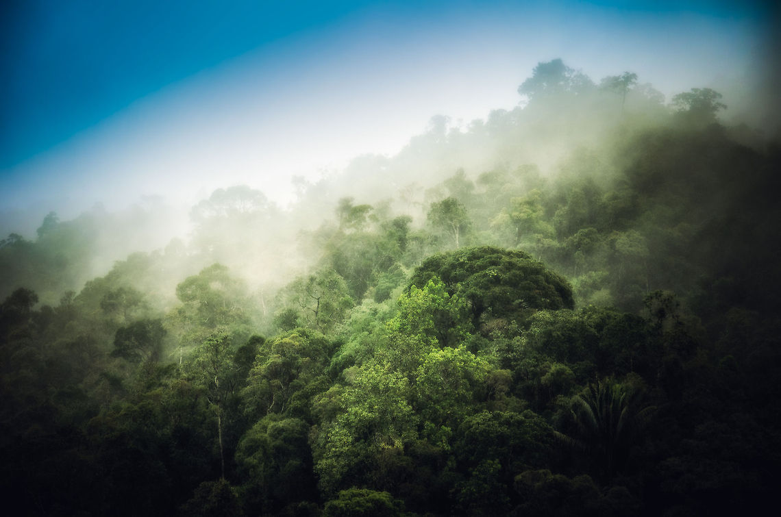 Welcome to Ranomafana After Andasibe, Ranomafana was our second major wildlife destination in Madagascar. This photo shows its interesting micro climate: always foggy, wet, and even cold in the winter, whilst the rest of Madagascar is hot and dry. Madagascar,Ranomafana National Park