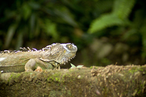 Iguana side view Cahita, Costa Rica Costa Rica,Green iguana,Iguana,Iguana iguana,Reptiles