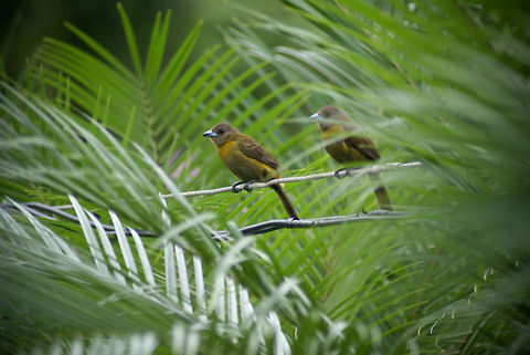 Yellowthroat birds: sisters in arms  Birds,Costa Rica,Passerinis Tanager,Ramphocelus passerinii