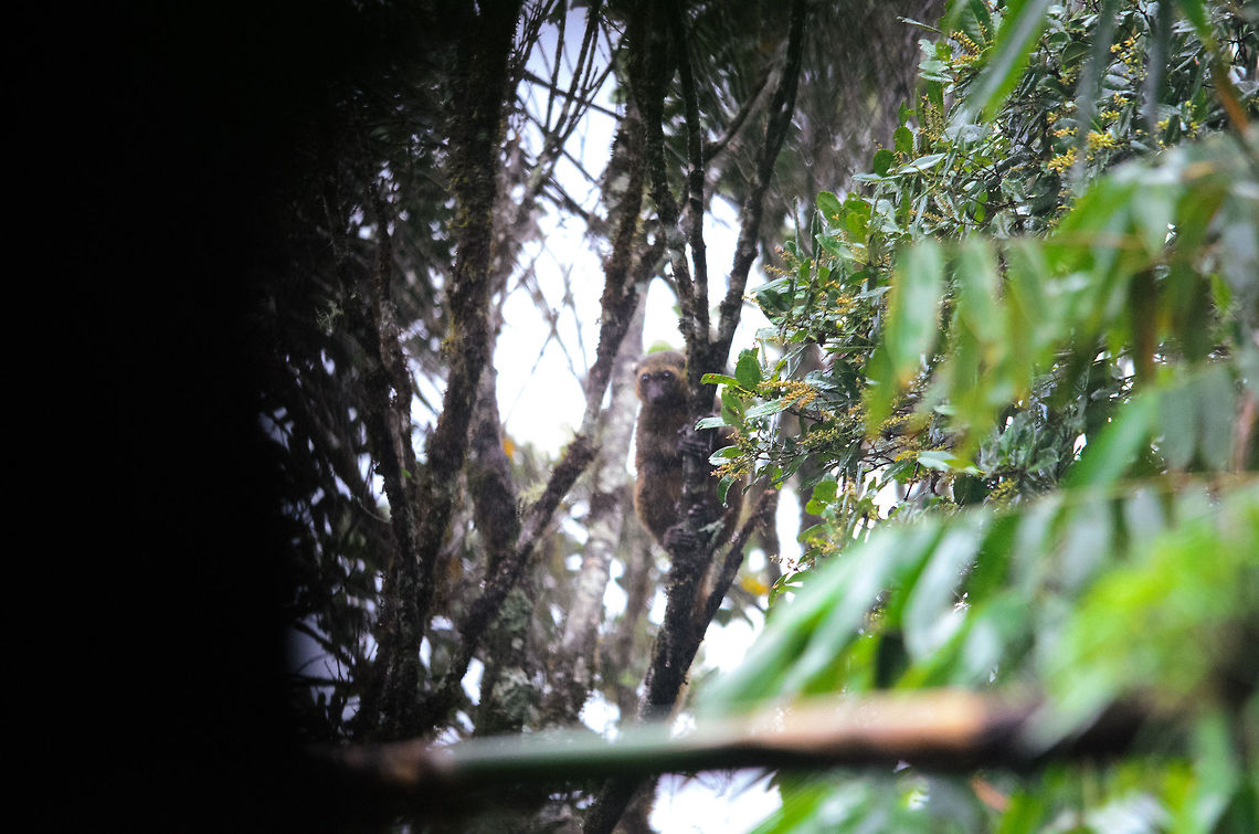 Golden bamboo lemur in Ranomafana This photo is of a poor technical quality, but I intentionally did not try to fix it, because it reflects the conditions of our walk perfectly. As we arrived on the first day in Ranomafana, Madagascar, guides recommended against doing a walk, because it was raining too hard and the path was too slippery and dangerous. At the second and our last day there it was raining again and we decided to take our chances. <br />
<br />
What followed was quite a brutal walk, on a steep slippery path with the rain pooring down on us and blood sucking leeches falling from the trees on us. Anyway, we were occassionally rewarded with some cool wildlife, such as this wild Golden bamboo lemur. This lemur is known as nature's drug addict, because it constantly craves bamboo, yet as it contains poisenous cyanide, is in a permanent state of recovering from his food. Eastern lesser bamboo lemur,Golden bamboo lemur,Hapalemur aureus,Hapalemur griseus,Madagascar,Ranomafana National Park