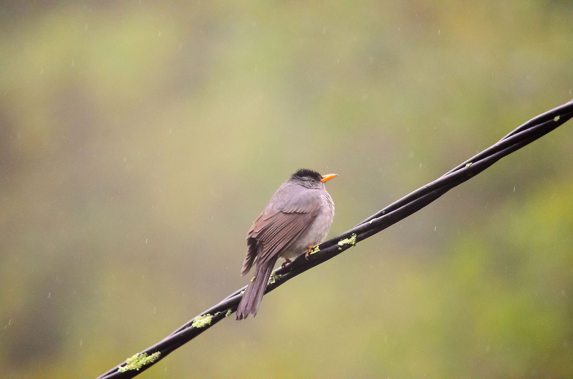 Malagasy Bulbul in Ranomafana On a rainy day in Ranomafana national park, we spotted this Malagasy Bulbul right before the start of our long and brutal walk. Hypsipetes madagascariensis,Madagascar,Malagasy Bulbul,Ranomafana National Park
