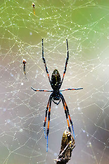Madagascar Golden Orb-Weaver in rained down web This large spider is quite common throughout Madagascar, this one was found in Ranomafana National Park, a very wet habitat where it rains 200 days per year. Madagascar,Madagascar Golden Orb-Weaver,Nephila inaurata,Ranomafana National Park,Red-legged golden orb-web spider