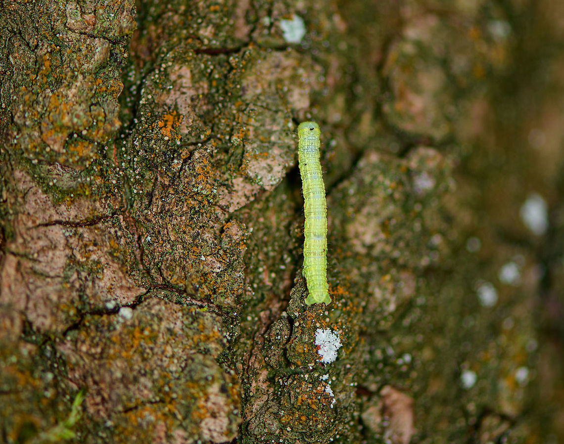 March moth caterpillar, Heesch, Netherlands Found in a nearby forest, crawling upwards on oak. The dutch name "Voorjaarsspanner" roughly translates to Spring inchworm.<br />
<a href="https://www.vlinderstichting.nl/vlinders/overzicht-vlinders/galerij-vlinder/?&amp;vlinder=100&amp;fase=rups" rel="nofollow">https://www.vlinderstichting.nl/vlinders/overzicht-vlinders/galerij-vlinder/?&amp;vlinder=100&amp;fase=rups</a><br />
<br />
...and this would be the "small spring inchworm":<br />
<figure class="photo"><a href="https://www.jungledragon.com/image/95037/spring_usher_caterpillar_heesch_the_netherlands.html" title="Spring Usher caterpillar, Heesch, the Netherlands"><img src="https://s3.amazonaws.com/media.jungledragon.com/images/2/95037_thumb.jpg?AWSAccessKeyId=05GMT0V3GWVNE7GGM1R2&Expires=1769040010&Signature=rJns0Oe7Dg9%2FJkDeNVi7b7n3HLw%3D" width="200" height="134" alt="Spring Usher caterpillar, Heesch, the Netherlands Caterpillar moving up on an oak tree. The caterpillar is highly variable in appearance:<br />
https://www.vlinderstichting.nl/vlinders/overzicht-vlinders/galerij-vlinder/?&amp;vlinder=361&amp;fase=rups<br />
...and it appears, so are the adults:<br />
https://www.jungledragon.com/image/89226/agriopis_leucophaearia_-_collage_of_males.html Agriopis leucophaearia,Europe,Heesch,Netherlands,Spring Usher,World" /></a></figure> Alsophila aescularia,Europe,Heesch,Netherlands,World