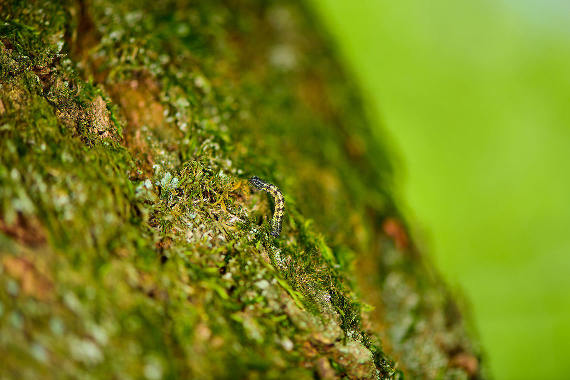 Spring Usher caterpillar, Heesch, the Netherlands Caterpillar moving up on an oak tree. The caterpillar is highly variable in appearance:<br />
<a href="https://www.vlinderstichting.nl/vlinders/overzicht-vlinders/galerij-vlinder/?&amp;vlinder=361&amp;fase=rups" rel="nofollow">https://www.vlinderstichting.nl/vlinders/overzicht-vlinders/galerij-vlinder/?&amp;vlinder=361&amp;fase=rups</a><br />
...and it appears, so are the adults:<br />
<figure class="photo"><a href="https://www.jungledragon.com/image/89226/agriopis_leucophaearia_-_collage_of_males.html" title="Agriopis leucophaearia - Collage of males"><img src="https://s3.amazonaws.com/media.jungledragon.com/images/3043/89226_thumb.jpg?AWSAccessKeyId=05GMT0V3GWVNE7GGM1R2&Expires=1769040010&Signature=MCZhlxeT0kQyWvaNseL6leHTmzI%3D" width="200" height="114" alt="Agriopis leucophaearia - Collage of males One night in January on the black walls of Den Alerdinck, just a few of the 30-40 or so male Spring ushers.<br />
Choose "load original" in full frame view to get full resolution (5760x3240) Agriopis,Agriopis leucophaearia,Alerdinck,Bistonini,Ennominae,Geometridae,Geotagged,Moth,Netherlands,Spring Usher,nl: Kleine Voorjaarsspanner" /></a></figure> Agriopis leucophaearia,Europe,Heesch,Netherlands,Spring Usher,World