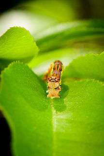 Mottled Umber caterpillar - frontal, Heesch, Netherlands The highly variable caterpillar of the Mottled Umber, in dutch named after its life cycle "Grote Wintervlinder" = big winter butterfly. Caterpillars like these can be seen April-June, yet the adults only emerge around November-December.
https://www.jungledragon.com/image/95040/mottled_umber_caterpillar_-_full_body_heesch_netherlands.html
https://www.jungledragon.com/image/95039/mottled_umber_caterpillar_-_pose_heesch_netherlands.html
The adult female is wingless, and almost looks like a spider:

https://www.jungledragon.com/image/86728/erannis_defoliaria_-_female.html Erannis defoliaria,Europe,Heesch,Mottled Umber,Netherlands,World