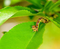 Mottled Umber caterpillar - pose, Heesch, Netherlands The highly variable caterpillar of the Mottled Umber, in dutch named after its life cycle "Grote Wintervlinder" = big winter butterfly. Caterpillars like these can be seen April-June, yet the adults only emerge around November-December.<br />
https://www.jungledragon.com/image/95040/mottled_umber_caterpillar_-_full_body_heesch_netherlands.html<br />
https://www.jungledragon.com/image/95038/mottled_umber_caterpillar_-_frontal_heesch_netherlands.html<br />
The adult female is wingless, and almost looks like a spider:<br />
<br />
https://www.jungledragon.com/image/86728/erannis_defoliaria_-_female.html Erannis defoliaria,Europe,Heesch,Mottled Umber,Netherlands,World