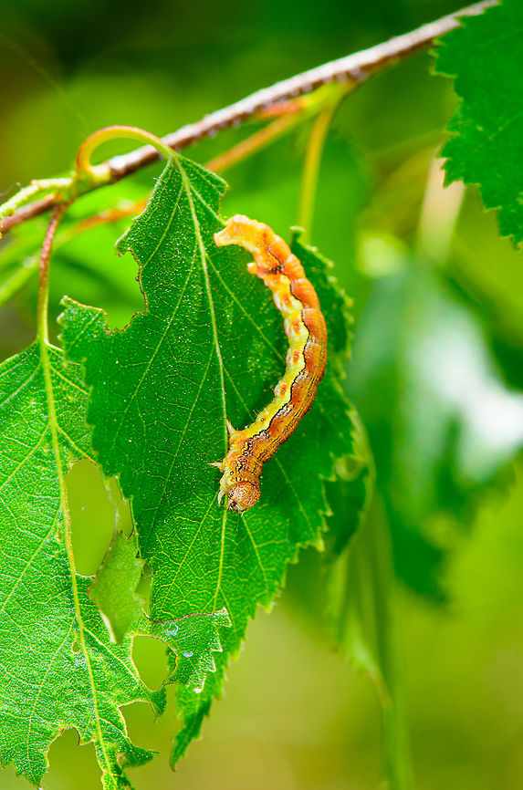 Mottled Umber caterpillar - full body, Heesch, Netherlands The highly variable caterpillar of the Mottled Umber, in dutch named after its life cycle &quot;Grote Wintervlinder&quot; = big winter butterfly. Caterpillars like these can be seen April-June, yet the adults only emerge around November-December.<br />
<figure class="photo"><a href="https://www.jungledragon.com/image/95039/mottled_umber_caterpillar_-_pose_heesch_netherlands.html" title="Mottled Umber caterpillar - pose, Heesch, Netherlands"><img src="https://s3.amazonaws.com/media.jungledragon.com/images/2/95039_thumb.jpg?AWSAccessKeyId=05GMT0V3GWVNE7GGM1R2&Expires=1759968010&Signature=IuQ9U7lUUQjG1gDrsrrC3LZy3lA%3D" width="200" height="164" alt="Mottled Umber caterpillar - pose, Heesch, Netherlands The highly variable caterpillar of the Mottled Umber, in dutch named after its life cycle &quot;Grote Wintervlinder&quot; = big winter butterfly. Caterpillars like these can be seen April-June, yet the adults only emerge around November-December.<br />
https://www.jungledragon.com/image/95040/mottled_umber_caterpillar_-_full_body_heesch_netherlands.html<br />
https://www.jungledragon.com/image/95038/mottled_umber_caterpillar_-_frontal_heesch_netherlands.html<br />
The adult female is wingless, and almost looks like a spider:<br />
<br />
https://www.jungledragon.com/image/86728/erannis_defoliaria_-_female.html Erannis defoliaria,Europe,Heesch,Mottled Umber,Netherlands,World" /></a></figure><br />
<figure class="photo"><a href="https://www.jungledragon.com/image/95038/mottled_umber_caterpillar_-_frontal_heesch_netherlands.html" title="Mottled Umber caterpillar - frontal, Heesch, Netherlands"><img src="https://s3.amazonaws.com/media.jungledragon.com/images/2/95038_thumb.jpg?AWSAccessKeyId=05GMT0V3GWVNE7GGM1R2&Expires=1759968010&Signature=hTF3XF5ta4cWjn1zlpPi9oxJW5E%3D" width="102" height="152" alt="Mottled Umber caterpillar - frontal, Heesch, Netherlands The highly variable caterpillar of the Mottled Umber, in dutch named after its life cycle &quot;Grote Wintervlinder&quot; = big winter butterfly. Caterpillars like these can be seen April-June, yet the adults only emerge around November-December.<br />
https://www.jungledragon.com/image/95040/mottled_umber_caterpillar_-_full_body_heesch_netherlands.html<br />
https://www.jungledragon.com/image/95039/mottled_umber_caterpillar_-_pose_heesch_netherlands.html<br />
The adult female is wingless, and almost looks like a spider:<br />
<br />
https://www.jungledragon.com/image/86728/erannis_defoliaria_-_female.html Erannis defoliaria,Europe,Heesch,Mottled Umber,Netherlands,World" /></a></figure><br />
The adult female is wingless, and almost looks like a spider:<br />
<br />
<figure class="photo"><a href="https://www.jungledragon.com/image/86728/erannis_defoliaria_-_female.html" title="Erannis defoliaria - Female"><img src="https://s3.amazonaws.com/media.jungledragon.com/images/3043/86728_thumb.jpg?AWSAccessKeyId=05GMT0V3GWVNE7GGM1R2&Expires=1759968010&Signature=nYLzREQCkKEGD5t6mtyYgWDRGsM%3D" width="200" height="114" alt="Erannis defoliaria - Female Another female, bad lighting but not as much &quot;over flashed&quot; *rolleyes* Bistonini,Ennominae,Erannis,Erannis defoliaria,Geometridae,Geometroidea,Geotagged,Jane&#039;s garden,Lepidoptera,Mottled Umber,Netherlands,nl: Grote wintervlinder" /></a></figure> Erannis defoliaria,Europe,Heesch,Mottled Umber,Netherlands,World