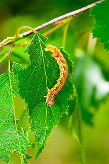 Mottled Umber caterpillar - full body, Heesch, Netherlands The highly variable caterpillar of the Mottled Umber, in dutch named after its life cycle "Grote Wintervlinder" = big winter butterfly. Caterpillars like these can be seen April-June, yet the adults only emerge around November-December.
https://www.jungledragon.com/image/95039/mottled_umber_caterpillar_-_pose_heesch_netherlands.html
https://www.jungledragon.com/image/95038/mottled_umber_caterpillar_-_frontal_heesch_netherlands.html
The adult female is wingless, and almost looks like a spider:

https://www.jungledragon.com/image/86728/erannis_defoliaria_-_female.html Erannis defoliaria,Europe,Heesch,Mottled Umber,Netherlands,World