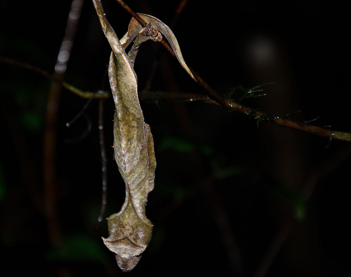 Satanic Leaf Tailed Gecko, a natural wonder This spotting blew our mind. On a steep and wet walk in Ranomafana national park, Madagascar, we were pointing by a guide to what appears to be a decaying leaf. Yet this is the mythical "phantasticus" Satanic Leaf Tailed gecko. Surely it is one of the most impressive camouflages we ever saw. With the subject in focus and fully flash-lit, you may recognize it as a gecko, if at all, but it's not hard to imagine missing this one :)<br />
<br />
What makes this spotting extra special is that this specie is not documented to be found in Ranomafana at all. Madagascar,Ranomafana National Park,Uroplatus phantasticus
