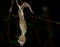 Satanic Leaf Tailed Gecko, a natural wonder This spotting blew our mind. On a steep and wet walk in Ranomafana national park, Madagascar, we were pointing by a guide to what appears to be a decaying leaf. Yet this is the mythical "phantasticus" Satanic Leaf Tailed gecko. Surely it is one of the most impressive camouflages we ever saw. With the subject in focus and fully flash-lit, you may recognize it as a gecko, if at all, but it's not hard to imagine missing this one :)<br />
<br />
What makes this spotting extra special is that this specie is not documented to be found in Ranomafana at all.   Madagascar,Ranomafana National Park,Uroplatus phantasticus