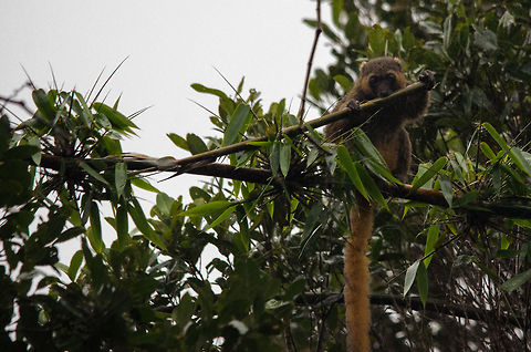 Golden Bamboo lemur eating bamboo Sorry for the poor shot, it was rainy, the lens foggy and there was backlight. Here is a Golden Bamoo lemur in Ranomafana National Park eating bamboo. Because of the toxins in the bamboo likely this creature will spend the rest of its day being high, and passing out. Golden bamboo lemur,Hapalemur aureus,Madagascar,Ranomafana National Park