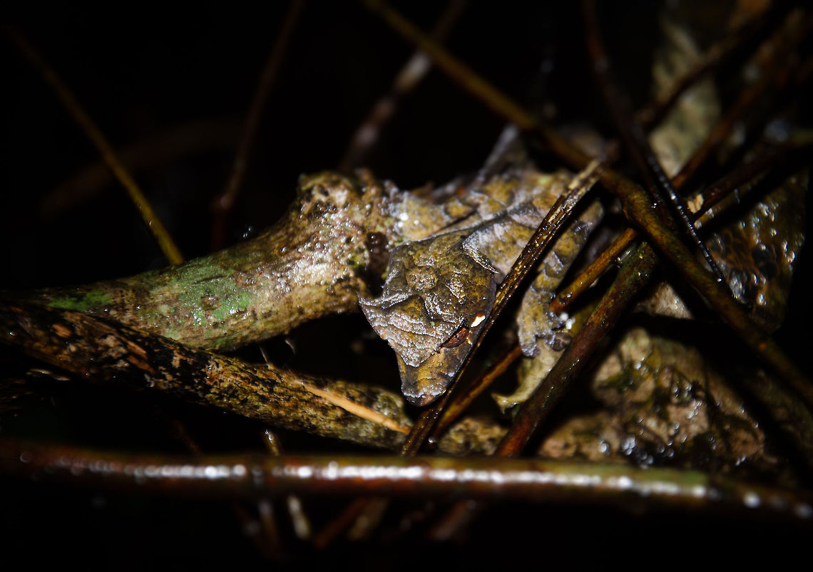 Satanic Leaf Tailed Gecko closeup in Ranomafana Check the center of this photo for the head of the Satanic Leaf Tailed Gecko, this one spotted in Ranomafana National Park, Madagascar. What an awesome creature it is. <br />
<br />
Should you ever visit Madagascar, here is a word of advise: guides assume you're primarily interested in lemurs and chameleons. Tell them that you're interested in everything. Madagascar's reptile and insect life is equally, if not more interesting than it's other famous creatures. Madagascar,Ranomafana National Park,Satanic Leaf Tailed Gecko,Uroplatus phantasticus
