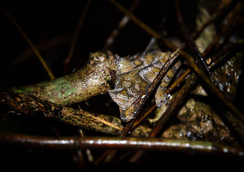 Satanic Leaf Tailed Gecko closeup in Ranomafana Check the center of this photo for the head of the Satanic Leaf Tailed Gecko, this one spotted in Ranomafana National Park, Madagascar. What an awesome creature it is. 

Should you ever visit Madagascar, here is a word of advise: guides assume you're primarily interested in lemurs and chameleons. Tell them that you're interested in everything. Madagascar's reptile and insect life is equally, if not more interesting than it's other famous creatures. Madagascar,Ranomafana National Park,Satanic Leaf Tailed Gecko,Uroplatus phantasticus