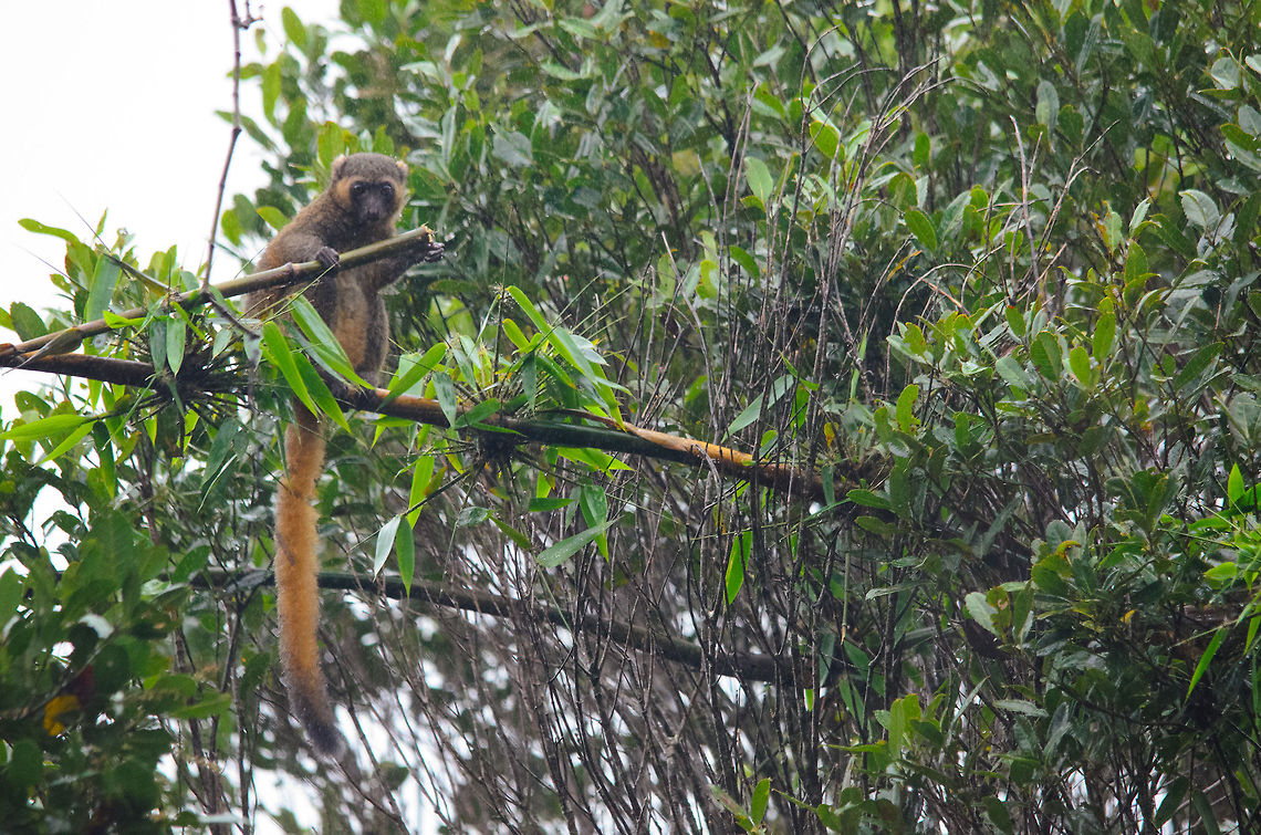 Golden Bamboo Lemur A full body shot of the Golden Bamboo Lemur in Ranomafana, Madagascar. This shot explains its name quite well I think, being golden and eating bamboo. Golden bamboo lemur,Hapalemur aureus,Madagascar,Ranomafana National Park