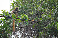 Golden Bamboo Lemur A full body shot of the Golden Bamboo Lemur in Ranomafana, Madagascar. This shot explains its name quite well I think, being golden and eating bamboo. Golden bamboo lemur,Hapalemur aureus,Madagascar,Ranomafana National Park