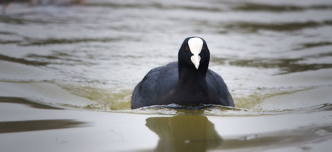 Eurasian Coot on the move I know its destination...the loaf of bread we brought :) Eurasian Coot,Fulica atra,Hazenakker,Oss