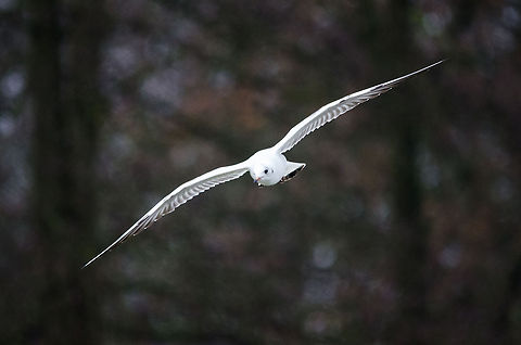 European Herring Gull in flight  Black-headed Gull,Chroicocephalus ridibundus,European Herring Gull,Hazenakker,Larus argentatus,Oss