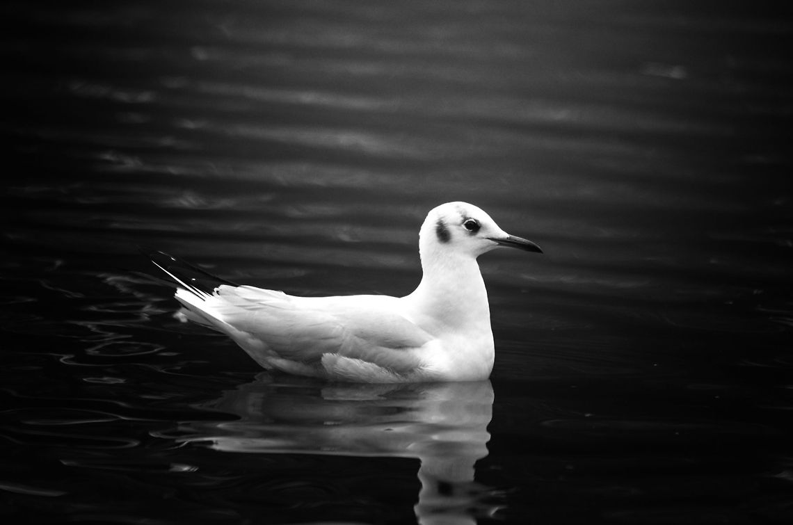 European Herring Gull at local pond  Black-headed Gull,Chroicocephalus ridibundus,European Herring Gull,Hazenakker,Larus argentatus,Oss,black and white