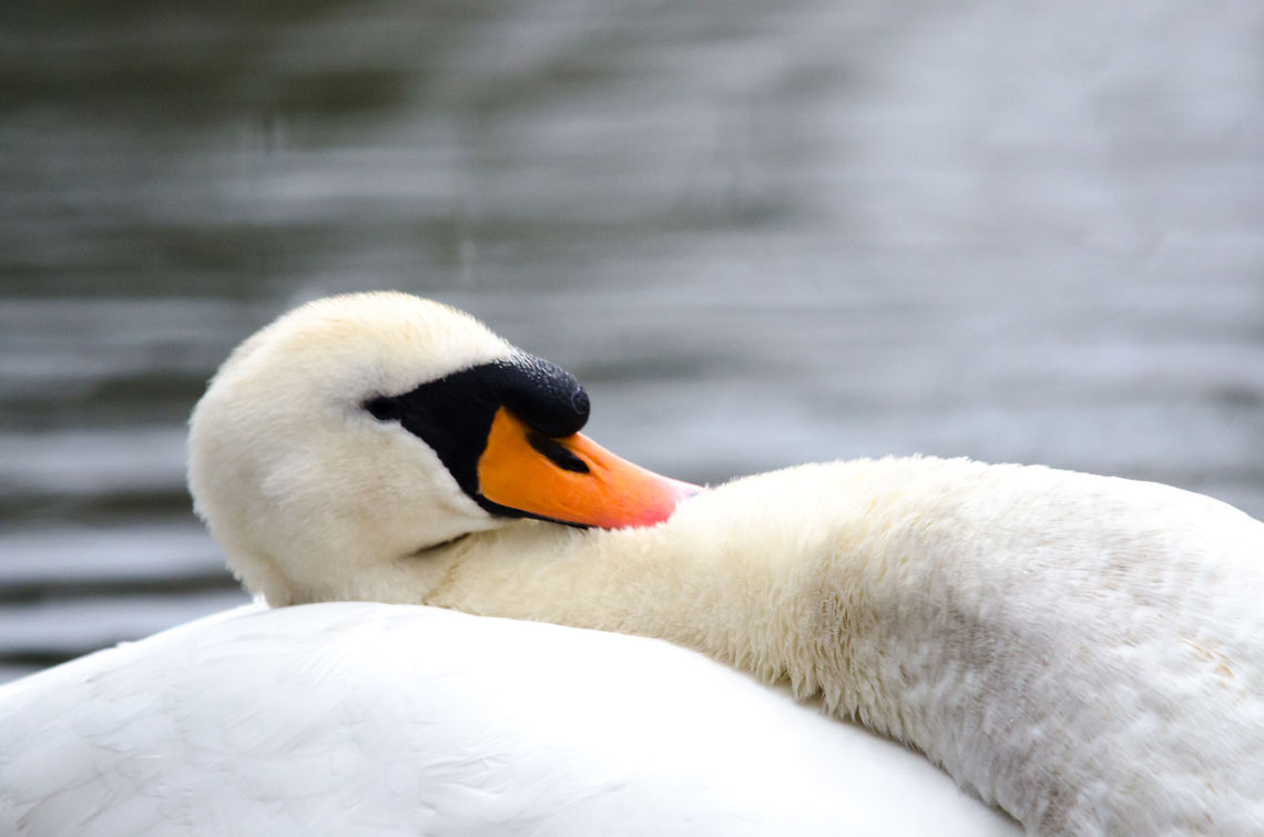 Mute Swan resting How cool is it to sleep on your own back? Cygnus olor,Hazenakker,Mute Swan,Oss