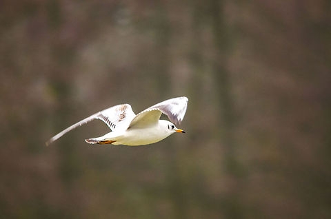 European Herring Gull in flight 2  Black-headed Gull,Chroicocephalus ridibundus,European Herring Gull,Hazenakker,Larus argentatus,Oss