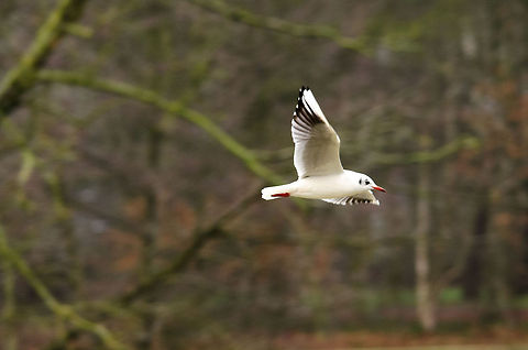 European Herring Gull 3  Black-headed Gull,Chroicocephalus ridibundus,European Herring Gull,Hazenakker,Larus argentatus,Oss