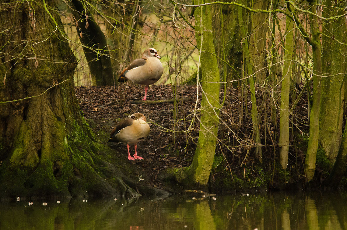 Egyptian Goose Standing on the side of a crowded pond full of guls, other geese and coots, these Egyptian Geese appear to be the most shy. Alopochen aegyptiacus,Egyptian Goose,Hazenakker,Oss