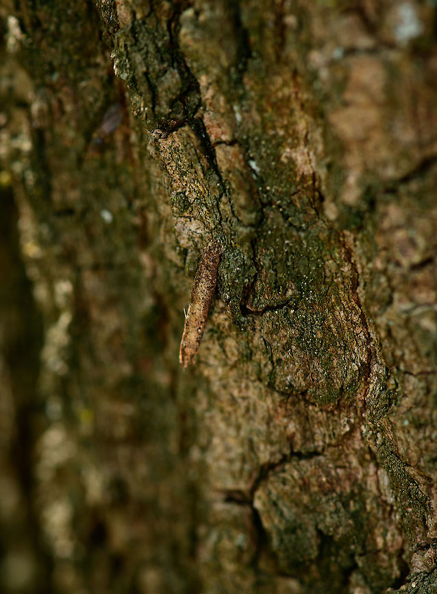 Small bagworm moth casing, Heesch, Netherlands  Europe,Heesch,Netherlands,Taleporia tubulosa,World