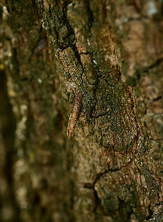 Small bagworm moth casing, Heesch, Netherlands  Europe,Heesch,Netherlands,Taleporia tubulosa,World
