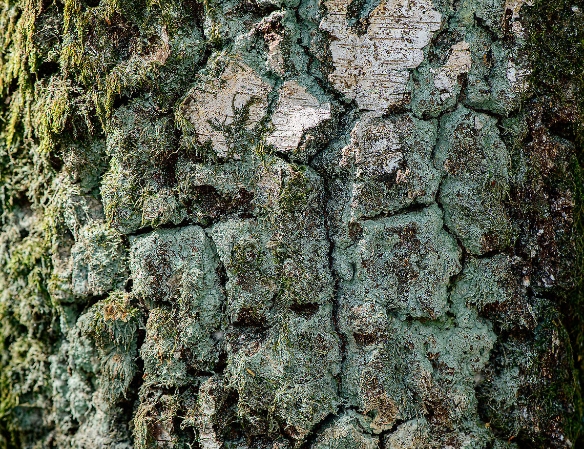 Powder lichen, Heesch, Netherlands Presumed ID. Europe,Heesch,Lepraria incana,Netherlands,World