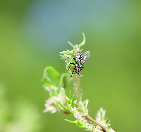 European flesh fly, Heesch, Netherlands  Common flesh fly,Europe,Heesch,Netherlands,Sarcophaga carnaria,World