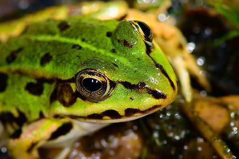 Edible Frog - head, Heesch, Netherlands I was taking a small break by sitting on the edge of this small pond when I spotted this Edible frog, in dutch also named Bastard Frog or Middle Green frog. 

After initially spooking it with my presence, it then came back close to shore. Sitting there stationary and occassionally lashing out at small insects foolish enough to approach the water edge.

https://www.youtube.com/watch?v=GIlFRhKKD5w

https://www.jungledragon.com/image/95218/edible_frog_-_in_habitat_heesch_netherlands.html
https://www.jungledragon.com/image/95219/edible_frog_-_top_view_heesch_netherlands.html
https://www.jungledragon.com/image/95216/edible_frog_-_full_body_heesch_netherlands.html
https://www.jungledragon.com/image/95217/edible_frog_-_frontal_heesch_netherlands.html Edible frog,Europe,Heesch,Netherlands,Pelophylax kl. esculentus,World