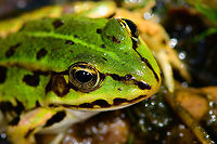 Edible Frog - head, Heesch, Netherlands I was taking a small break by sitting on the edge of this small pond when I spotted this Edible frog, in dutch also named Bastard Frog or Middle Green frog. <br />
<br />
After initially spooking it with my presence, it then came back close to shore. Sitting there stationary and occassionally lashing out at small insects foolish enough to approach the water edge.<br />
<br />
https://www.youtube.com/watch?v=GIlFRhKKD5w<br />
<br />
https://www.jungledragon.com/image/95218/edible_frog_-_in_habitat_heesch_netherlands.html<br />
https://www.jungledragon.com/image/95219/edible_frog_-_top_view_heesch_netherlands.html<br />
https://www.jungledragon.com/image/95216/edible_frog_-_full_body_heesch_netherlands.html<br />
https://www.jungledragon.com/image/95217/edible_frog_-_frontal_heesch_netherlands.html Edible frog,Europe,Heesch,Netherlands,Pelophylax kl. esculentus,World