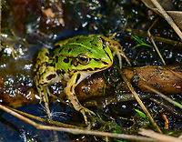 Edible Frog - full body, Heesch, Netherlands I was taking a small break by sitting on the edge of this small pond when I spotted this Edible frog, in dutch also named Bastard Frog or Middle Green frog. <br />
<br />
After initially spooking it with my presence, it then came back close to shore. Sitting there stationary and occassionally lashing out at small insects foolish enough to approach the water edge.<br />
<br />
https://www.youtube.com/watch?v=GIlFRhKKD5w<br />
<br />
https://www.jungledragon.com/image/95218/edible_frog_-_in_habitat_heesch_netherlands.html<br />
https://www.jungledragon.com/image/95219/edible_frog_-_top_view_heesch_netherlands.html<br />
https://www.jungledragon.com/image/95217/edible_frog_-_frontal_heesch_netherlands.html<br />
https://www.jungledragon.com/image/95215/edible_frog_-_head_heesch_netherlands.html Edible frog,Europe,Heesch,Netherlands,Pelophylax kl. esculentus,World