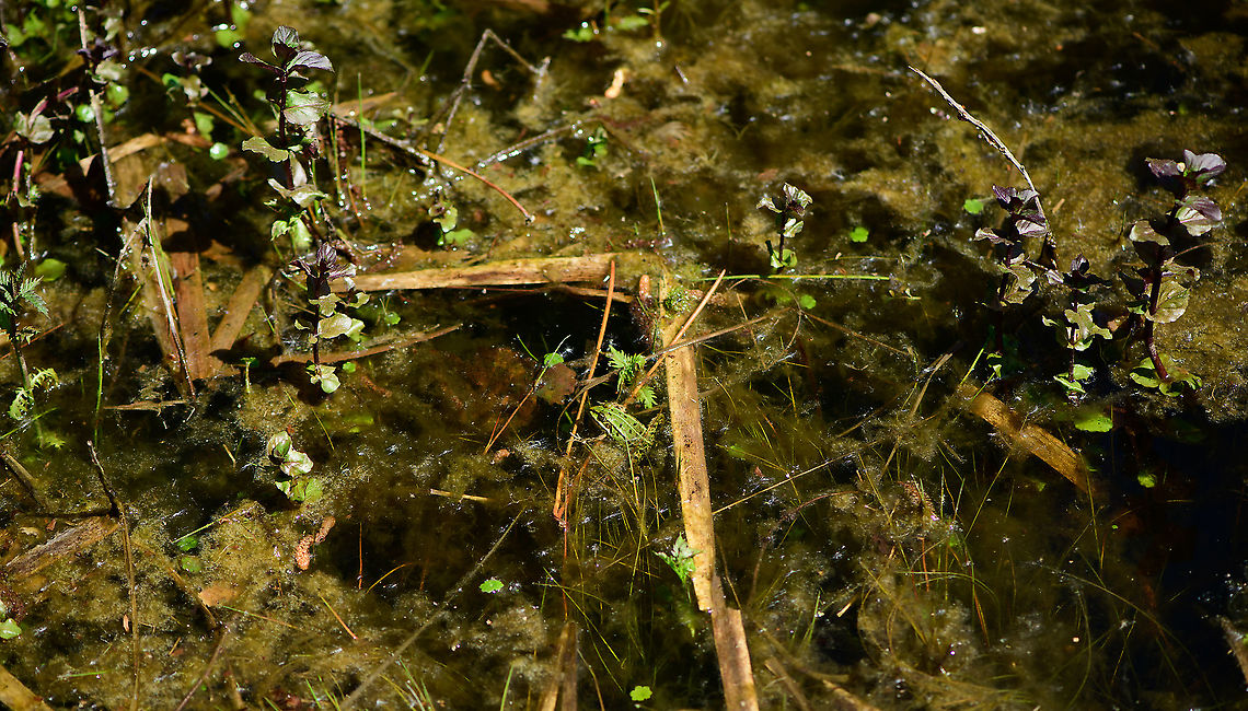 Edible Frog - in habitat, Heesch, Netherlands I was taking a small break by sitting on the edge of this small pond when I spotted this Edible frog, in dutch also named Bastard Frog or Middle Green frog. <br />
<br />
After initially spooking it with my presence, it then came back close to shore. Sitting there stationary and occassionally lashing out at small insects foolish enough to approach the water edge.<br />
<br />
<section class="video"><iframe width="448" height="282" src="https://www.youtube-nocookie.com/embed/GIlFRhKKD5w?hd=1&autoplay=0&rel=0" frameborder="0" allowfullscreen></iframe></section><br />
<br />
<figure class="photo"><a href="https://www.jungledragon.com/image/95219/edible_frog_-_top_view_heesch_netherlands.html" title="Edible Frog - top view, Heesch, Netherlands"><img src="https://s3.amazonaws.com/media.jungledragon.com/images/2/95219_thumb.jpg?AWSAccessKeyId=05GMT0V3GWVNE7GGM1R2&Expires=1759968010&Signature=2A2i%2Bo65PgE%2Fj0%2Fx2PTjEYLbYJc%3D" width="200" height="134" alt="Edible Frog - top view, Heesch, Netherlands I was taking a small break by sitting on the edge of this small pond when I spotted this Edible frog, in dutch also named Bastard Frog or Middle Green frog. <br />
<br />
After initially spooking it with my presence, it then came back close to shore. Sitting there stationary and occassionally lashing out at small insects foolish enough to approach the water edge.<br />
<br />
https://www.youtube.com/watch?v=GIlFRhKKD5w<br />
<br />
https://www.jungledragon.com/image/95218/edible_frog_-_in_habitat_heesch_netherlands.html<br />
https://www.jungledragon.com/image/95216/edible_frog_-_full_body_heesch_netherlands.html<br />
https://www.jungledragon.com/image/95217/edible_frog_-_frontal_heesch_netherlands.html<br />
https://www.jungledragon.com/image/95215/edible_frog_-_head_heesch_netherlands.html Edible frog,Europe,Heesch,Netherlands,Pelophylax kl. esculentus,World" /></a></figure><br />
<figure class="photo"><a href="https://www.jungledragon.com/image/95216/edible_frog_-_full_body_heesch_netherlands.html" title="Edible Frog - full body, Heesch, Netherlands"><img src="https://s3.amazonaws.com/media.jungledragon.com/images/2/95216_thumb.jpg?AWSAccessKeyId=05GMT0V3GWVNE7GGM1R2&Expires=1759968010&Signature=XQeN%2BMic1uJpQqFoJlaXbkFrScs%3D" width="200" height="158" alt="Edible Frog - full body, Heesch, Netherlands I was taking a small break by sitting on the edge of this small pond when I spotted this Edible frog, in dutch also named Bastard Frog or Middle Green frog. <br />
<br />
After initially spooking it with my presence, it then came back close to shore. Sitting there stationary and occassionally lashing out at small insects foolish enough to approach the water edge.<br />
<br />
https://www.youtube.com/watch?v=GIlFRhKKD5w<br />
<br />
https://www.jungledragon.com/image/95218/edible_frog_-_in_habitat_heesch_netherlands.html<br />
https://www.jungledragon.com/image/95219/edible_frog_-_top_view_heesch_netherlands.html<br />
https://www.jungledragon.com/image/95217/edible_frog_-_frontal_heesch_netherlands.html<br />
https://www.jungledragon.com/image/95215/edible_frog_-_head_heesch_netherlands.html Edible frog,Europe,Heesch,Netherlands,Pelophylax kl. esculentus,World" /></a></figure><br />
<figure class="photo"><a href="https://www.jungledragon.com/image/95217/edible_frog_-_frontal_heesch_netherlands.html" title="Edible Frog - frontal, Heesch, Netherlands"><img src="https://s3.amazonaws.com/media.jungledragon.com/images/2/95217_thumb.jpg?AWSAccessKeyId=05GMT0V3GWVNE7GGM1R2&Expires=1759968010&Signature=oKD81TNx%2FUxN%2Bw%2FNjtmAByUFTt8%3D" width="200" height="134" alt="Edible Frog - frontal, Heesch, Netherlands I was taking a small break by sitting on the edge of this small pond when I spotted this Edible frog, in dutch also named Bastard Frog or Middle Green frog. <br />
<br />
After initially spooking it with my presence, it then came back close to shore. Sitting there stationary and occassionally lashing out at small insects foolish enough to approach the water edge.<br />
<br />
https://www.youtube.com/watch?v=GIlFRhKKD5w<br />
<br />
https://www.jungledragon.com/image/95218/edible_frog_-_in_habitat_heesch_netherlands.html<br />
https://www.jungledragon.com/image/95219/edible_frog_-_top_view_heesch_netherlands.html<br />
https://www.jungledragon.com/image/95216/edible_frog_-_full_body_heesch_netherlands.html<br />
https://www.jungledragon.com/image/95215/edible_frog_-_head_heesch_netherlands.html Edible frog,Europe,Heesch,Netherlands,Pelophylax kl. esculentus,World" /></a></figure><br />
<figure class="photo"><a href="https://www.jungledragon.com/image/95215/edible_frog_-_head_heesch_netherlands.html" title="Edible Frog - head, Heesch, Netherlands"><img src="https://s3.amazonaws.com/media.jungledragon.com/images/2/95215_thumb.jpg?AWSAccessKeyId=05GMT0V3GWVNE7GGM1R2&Expires=1759968010&Signature=y%2BXW08XgjjL3dF4QUUBPpw1HOKc%3D" width="200" height="134" alt="Edible Frog - head, Heesch, Netherlands I was taking a small break by sitting on the edge of this small pond when I spotted this Edible frog, in dutch also named Bastard Frog or Middle Green frog. <br />
<br />
After initially spooking it with my presence, it then came back close to shore. Sitting there stationary and occassionally lashing out at small insects foolish enough to approach the water edge.<br />
<br />
https://www.youtube.com/watch?v=GIlFRhKKD5w<br />
<br />
https://www.jungledragon.com/image/95218/edible_frog_-_in_habitat_heesch_netherlands.html<br />
https://www.jungledragon.com/image/95219/edible_frog_-_top_view_heesch_netherlands.html<br />
https://www.jungledragon.com/image/95216/edible_frog_-_full_body_heesch_netherlands.html<br />
https://www.jungledragon.com/image/95217/edible_frog_-_frontal_heesch_netherlands.html Edible frog,Europe,Heesch,Netherlands,Pelophylax kl. esculentus,World" /></a></figure> Edible frog,Europe,Heesch,Netherlands,Pelophylax kl. esculentus,World