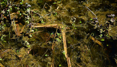 Edible Frog - in habitat, Heesch, Netherlands I was taking a small break by sitting on the edge of this small pond when I spotted this Edible frog, in dutch also named Bastard Frog or Middle Green frog. 

After initially spooking it with my presence, it then came back close to shore. Sitting there stationary and occassionally lashing out at small insects foolish enough to approach the water edge.

https://www.youtube.com/watch?v=GIlFRhKKD5w

https://www.jungledragon.com/image/95219/edible_frog_-_top_view_heesch_netherlands.html
https://www.jungledragon.com/image/95216/edible_frog_-_full_body_heesch_netherlands.html
https://www.jungledragon.com/image/95217/edible_frog_-_frontal_heesch_netherlands.html
https://www.jungledragon.com/image/95215/edible_frog_-_head_heesch_netherlands.html Edible frog,Europe,Heesch,Netherlands,Pelophylax kl. esculentus,World