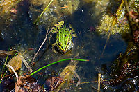 Edible Frog - top view, Heesch, Netherlands I was taking a small break by sitting on the edge of this small pond when I spotted this Edible frog, in dutch also named Bastard Frog or Middle Green frog. <br />
<br />
After initially spooking it with my presence, it then came back close to shore. Sitting there stationary and occassionally lashing out at small insects foolish enough to approach the water edge.<br />
<br />
https://www.youtube.com/watch?v=GIlFRhKKD5w<br />
<br />
https://www.jungledragon.com/image/95218/edible_frog_-_in_habitat_heesch_netherlands.html<br />
https://www.jungledragon.com/image/95216/edible_frog_-_full_body_heesch_netherlands.html<br />
https://www.jungledragon.com/image/95217/edible_frog_-_frontal_heesch_netherlands.html<br />
https://www.jungledragon.com/image/95215/edible_frog_-_head_heesch_netherlands.html Edible frog,Europe,Heesch,Netherlands,Pelophylax kl. esculentus,World