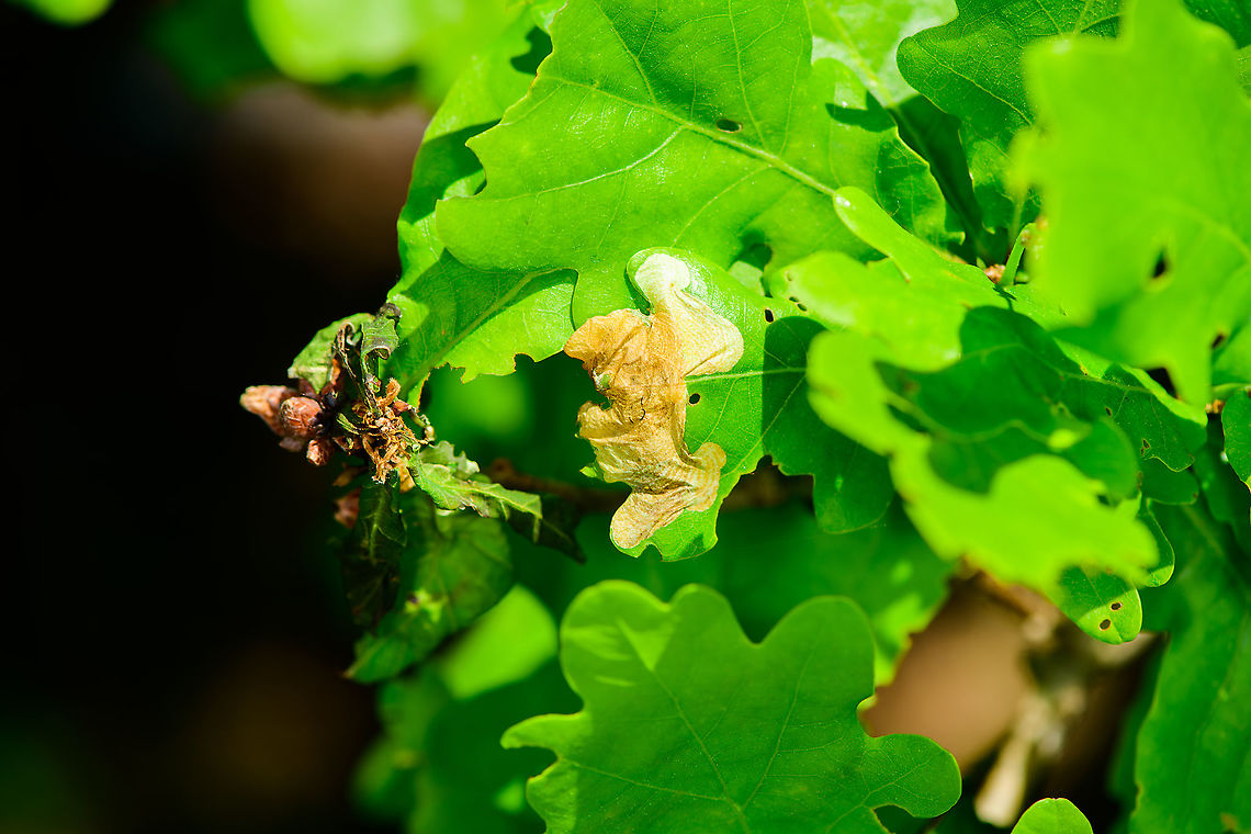 Common Oak Purple - leaf miner, Heesch, Netherlands Found on oak, as the species name suggests. I hope to find the adult one day, as it's quite stunning:<br />
<a href="https://commons.wikimedia.org/wiki/File:Dyseriocrania_subpurpurella_(26003592227).jpg" rel="nofollow">https://commons.wikimedia.org/wiki/File:Dyseriocrania_subpurpurella_(26003592227).jpg</a> Dyseriocrania subpurpurella,Europe,Heesch,Netherlands,World