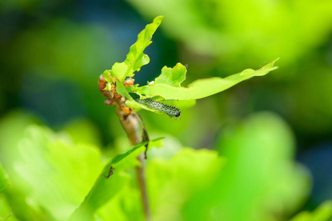 Periclista lineolata - larva, Heesch, Netherlands A sawfly larva found on oak leaf.  It has no common name in english yet in dutch an unofficial common name is &quot;Eikenbladwesp&quot; -&gt; Oak Leaf Wasp.<br />
<figure class="photo"><a href="https://www.jungledragon.com/image/95255/periclista_lineolata_-_larva_closeup_heesch_netherlands.html" title="Periclista lineolata - larva closeup, Heesch, Netherlands"><img src="https://s3.amazonaws.com/media.jungledragon.com/images/2/95255_thumb.jpg?AWSAccessKeyId=05GMT0V3GWVNE7GGM1R2&Expires=1767225610&Signature=RvD3wtyeN0QkVOPt5x89euJeuN8%3D" width="200" height="134" alt="Periclista lineolata - larva closeup, Heesch, Netherlands A sawfly larva found on oak leaf.  It has no common name in english yet in dutch an unofficial common name is &quot;Eikenbladwesp&quot; -&gt; Oak Leaf Wasp.<br />
https://www.jungledragon.com/image/95252/periclista_lineolata_-_larva_heesch_netherlands.html Europe,Heesch,Netherlands,Periclista lineolata,World" /></a></figure> Europe,Heesch,Netherlands,Periclista lineolata,World