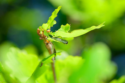 Periclista lineolata