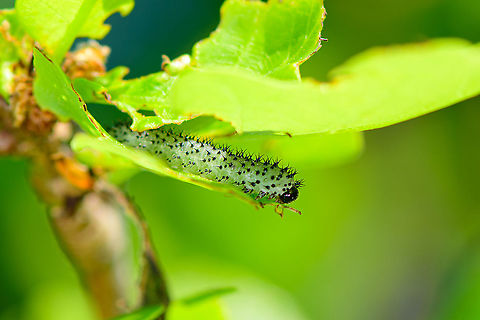 Periclista lineolata - larva closeup, Heesch, Netherlands A sawfly larva found on oak leaf.  It has no common name in english yet in dutch an unofficial common name is "Eikenbladwesp" -> Oak Leaf Wasp.
https://www.jungledragon.com/image/95252/periclista_lineolata_-_larva_heesch_netherlands.html Europe,Heesch,Netherlands,Periclista lineolata,World