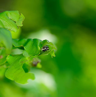 Leafroller? on oak, Heesch, Netherlands Struggling to ID this larve peeking out of this rolled up leaf. I was assuming a leafroller, but could be way off.
The larva seens black with a clear white line across the length of its body (as far as visible). The head, although unsharp, shows a beautiful complicated pattern of blue. Europe,Heesch,Netherlands,World