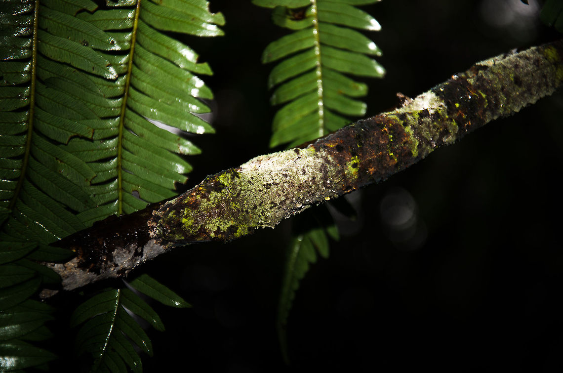 Every master has its own master Every time I think I have found the true master of camouflage, I come across an even better artist of mimicry. For the sake of fun, I'm not going to give you any clues on where exactly it is, where it begins or ends. <br />
<br />
If you find it, imagine whether you would still find it in the wild, not knowing it was there, and the branch not being lit? Madagascar,Mossy leaf-tailed gecko,Ranomafana National Park,Uroplatus sikorae