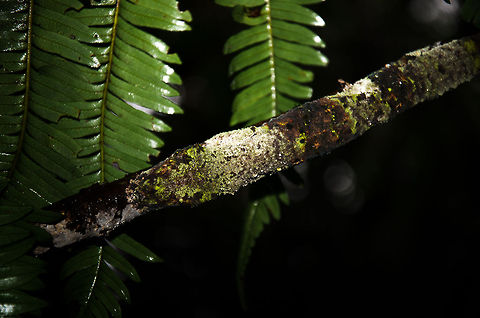 Every master has its own master Every time I think I have found the true master of camouflage, I come across an even better artist of mimicry. For the sake of fun, I'm not going to give you any clues on where exactly it is, where it begins or ends. 

If you find it, imagine whether you would still find it in the wild, not knowing it was there, and the branch not being lit? Madagascar,Mossy leaf-tailed gecko,Ranomafana National Park,Uroplatus sikorae