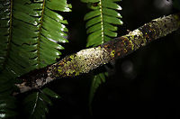 Every master has its own master Every time I think I have found the true master of camouflage, I come across an even better artist of mimicry. For the sake of fun, I'm not going to give you any clues on where exactly it is, where it begins or ends. <br />
<br />
If you find it, imagine whether you would still find it in the wild, not knowing it was there, and the branch not being lit? Madagascar,Mossy leaf-tailed gecko,Ranomafana National Park,Uroplatus sikorae