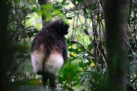 Milne-Edwards sifaka in Ranomafana It´s a bit shy, yet a new addition to the growing lemur family at JungleDragon. This one is blind on one eye, should you ever wish to find it. Madagascar,Milne-Edwards sifaka,Propithecus edwardsi,Ranomafana National Park