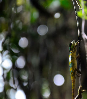 Calumma fallax in Ranomafana 2 Well bummer. My notes are incomplete and I'm not being succesful at identifying this yellow/blue chameleon we found in Ranomafana National Park. Help is greatly appreciated. Calumma fallax,Madagascar,Ranomafana National Park