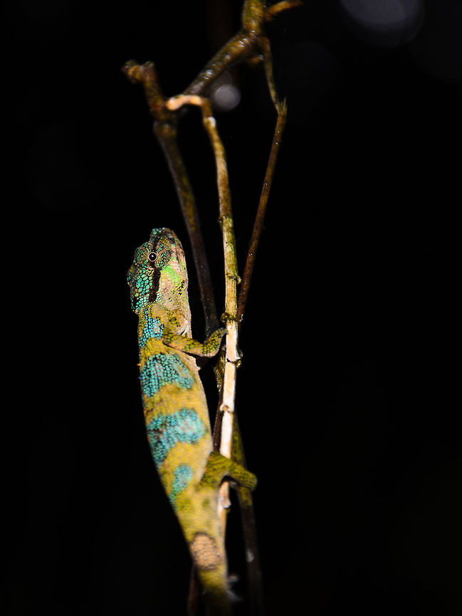 Calumma fallax in Ranomafana 1 Well bummer. My notes are incomplete and I'm not being succesful at identifying this yellow/blue chameleon we found in Ranomafana National Park. Help is greatly appreciated. Calumma fallax,Madagascar,Ranomafana National Park