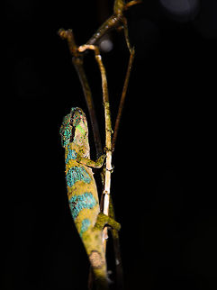 Calumma fallax in Ranomafana 1 Well bummer. My notes are incomplete and I'm not being succesful at identifying this yellow/blue chameleon we found in Ranomafana National Park. Help is greatly appreciated. Calumma fallax,Madagascar,Ranomafana National Park