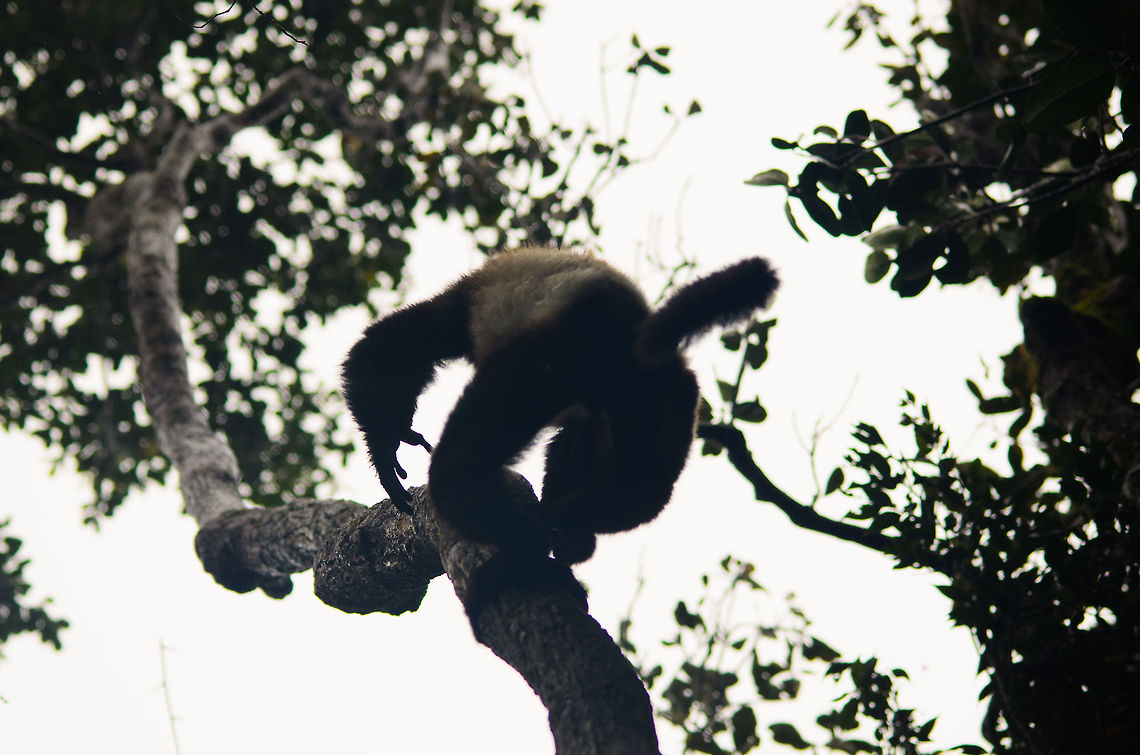 Milne-Edwards sifaka - vertical runner Why would you bother to "climb" a tree when you have the ability to run vertically?  Madagascar,Milne-Edwards sifaka,Propithecus edwardsi,Ranomafana National Park