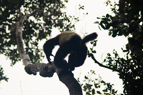 Milne-Edwards sifaka - vertical runner Why would you bother to "climb" a tree when you have the ability to run vertically?  Madagascar,Milne-Edwards sifaka,Propithecus edwardsi,Ranomafana National Park